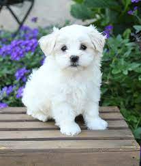maltese-puppies-for-sale:-your-guide-to-bringing-home-a-fluffy-bundle-of-joy